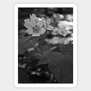 Glacier National Park Wild Flowers, black and white Sticker